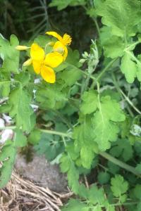 <i>Chelidonium majus</i>