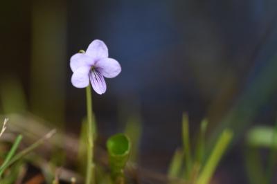 <i>Viola palustris</i>