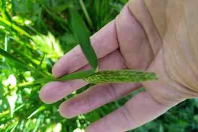 <i>Alopecurus pratensis</i>