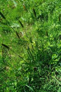 <i>Alopecurus pratensis</i>