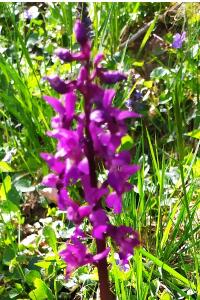 <i>Orchis mascula</i>