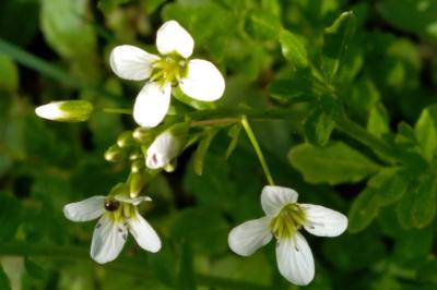<i>Cardamine amara</i>