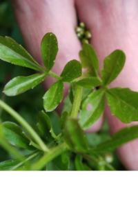 <i>Cardamine amara</i>