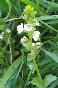 <i>Veronica serpyllifolia</i>