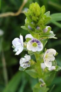 <i>Veronica serpyllifolia</i>