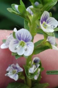 <i>Veronica serpyllifolia</i>