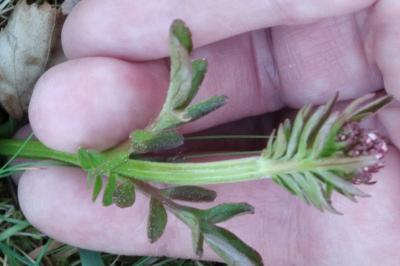 <i>Valeriana dioica</i>