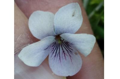 <i>Viola palustris</i>