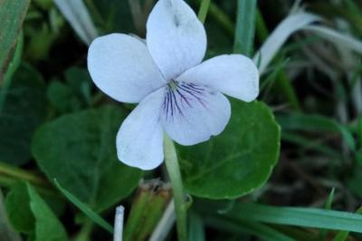 <i>Viola palustris</i>