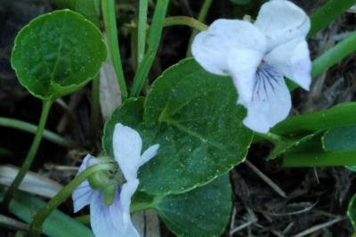 <i>Viola palustris</i>