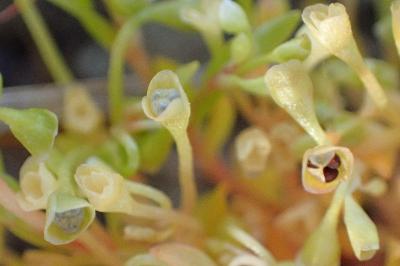 <i>Montia fontana subsp. minor</i>