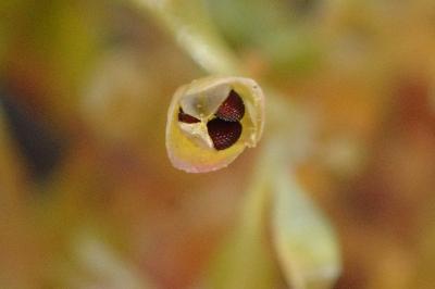 <i>Montia fontana subsp. minor</i>