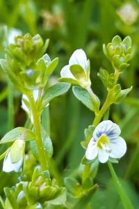 <i>Veronica serpyllifolia</i>