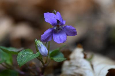 <i>Viola</i>