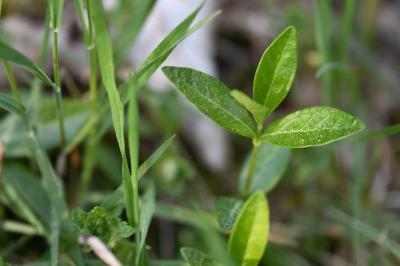 <i>Vinca minor</i>