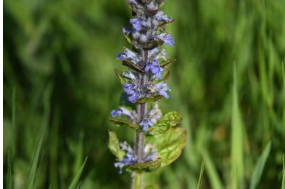 <i>Ajuga reptans</i>