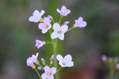 <i>Cardamine pratensis</i>