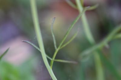 <i>Cardamine pratensis</i>