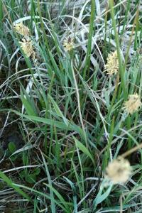<i>Carex panicea</i>