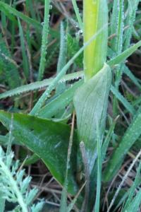 <i>Anacamptis morio</i>
