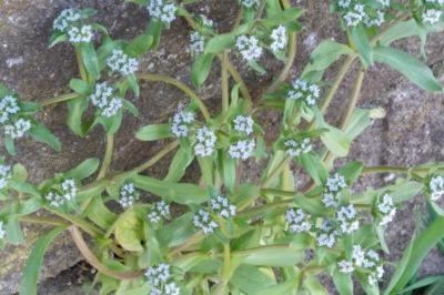 <i>Valerianella locusta</i>