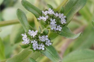<i>Valerianella locusta</i>