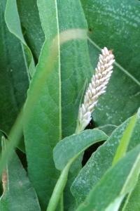 <i>Bistorta officinalis</i>