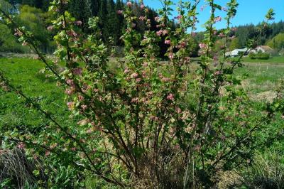 <i>Ribes sanguineum</i>