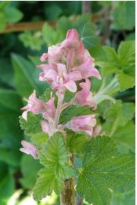 <i>Ribes sanguineum</i>