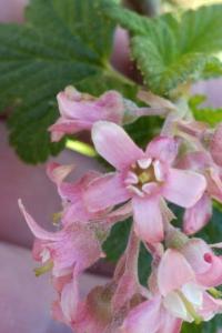 <i>Ribes sanguineum</i>