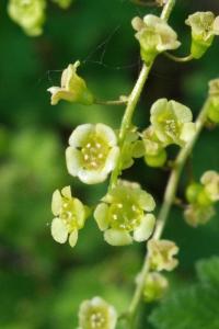 <i>Ribes rubrum</i>
