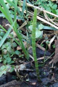 <i>Equisetum fluviatile</i>