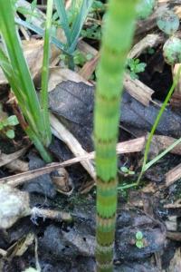 <i>Equisetum fluviatile</i>
