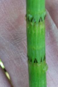 <i>Equisetum fluviatile</i>