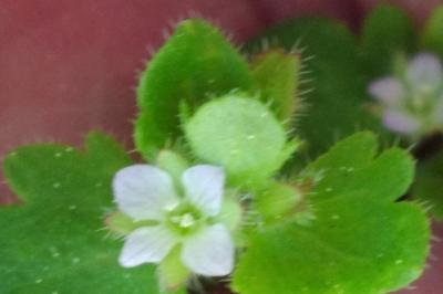 <i>Veronica hederifolia</i>
