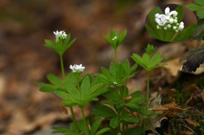 <i>Galium odoratum</i>