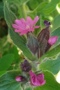 <i>Silene dioica</i>