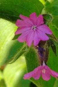 <i>Silene dioica</i>