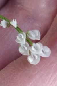 <i>Ervilia hirsuta</i>