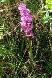 <i>Orchis mascula</i>