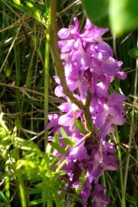 <i>Orchis mascula</i>