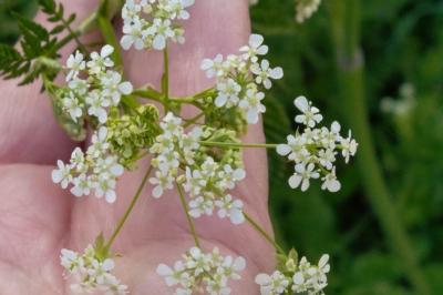 <i>Anthriscus sylvestris</i>