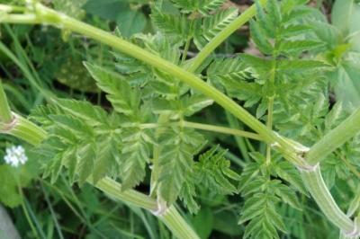 <i>Anthriscus sylvestris</i>