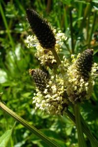 <i>Plantago lanceolata</i>