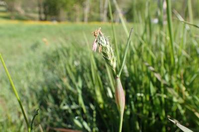 <i>Alopecurus rendlei</i>