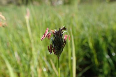 <i>Alopecurus rendlei</i>