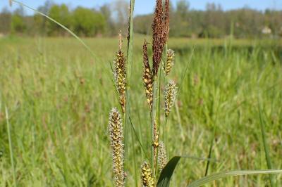 <i>Carex riparia</i>
