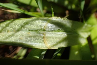 <i>Carex riparia</i>