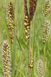 <i>Carex riparia</i>