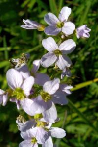 <i>Cardamine pratensis</i>